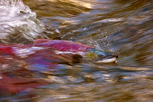 SalmonSwimming_610px.jpg