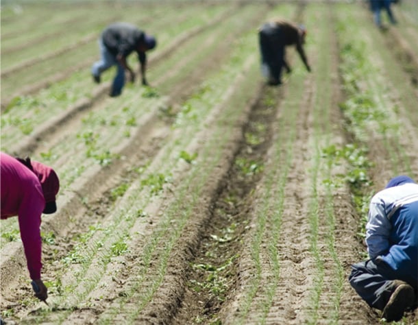 How the produce aisle looks to a migrant farmworker