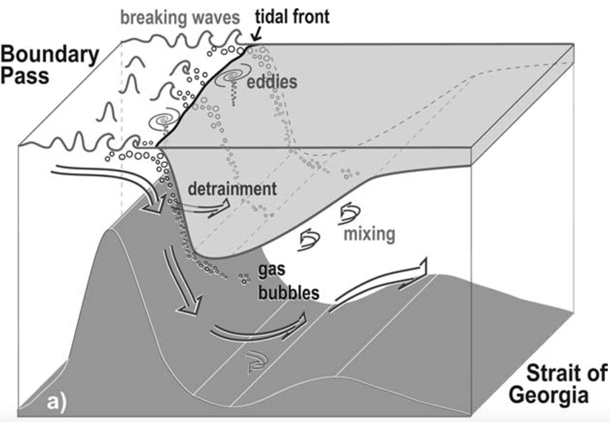 582px version of Tidal front subduction process