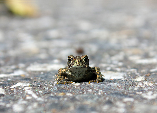 Western-Toad-610