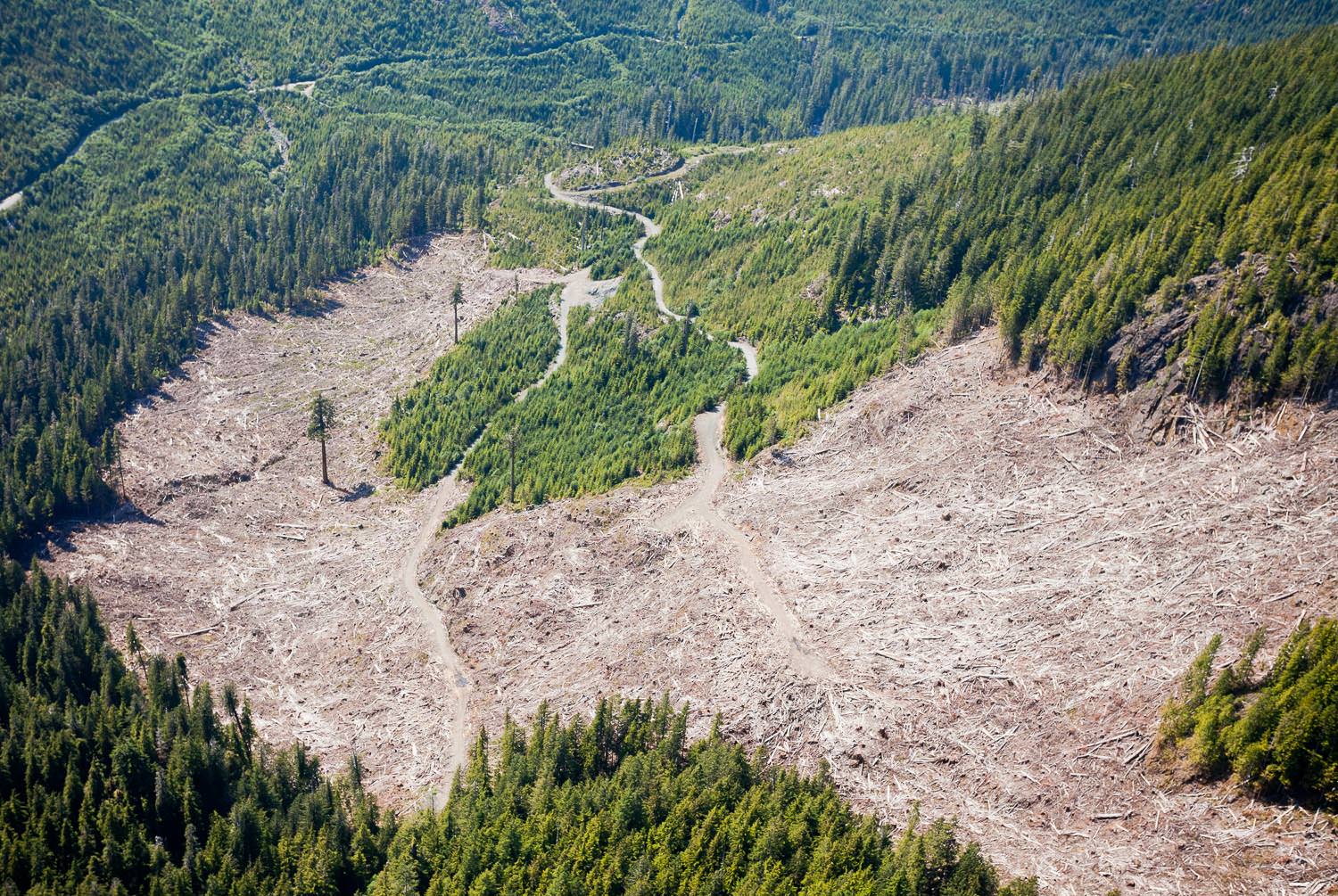 1200px version of PHOTO1.big-lonely-doug-clearcut-aerial.jpg
