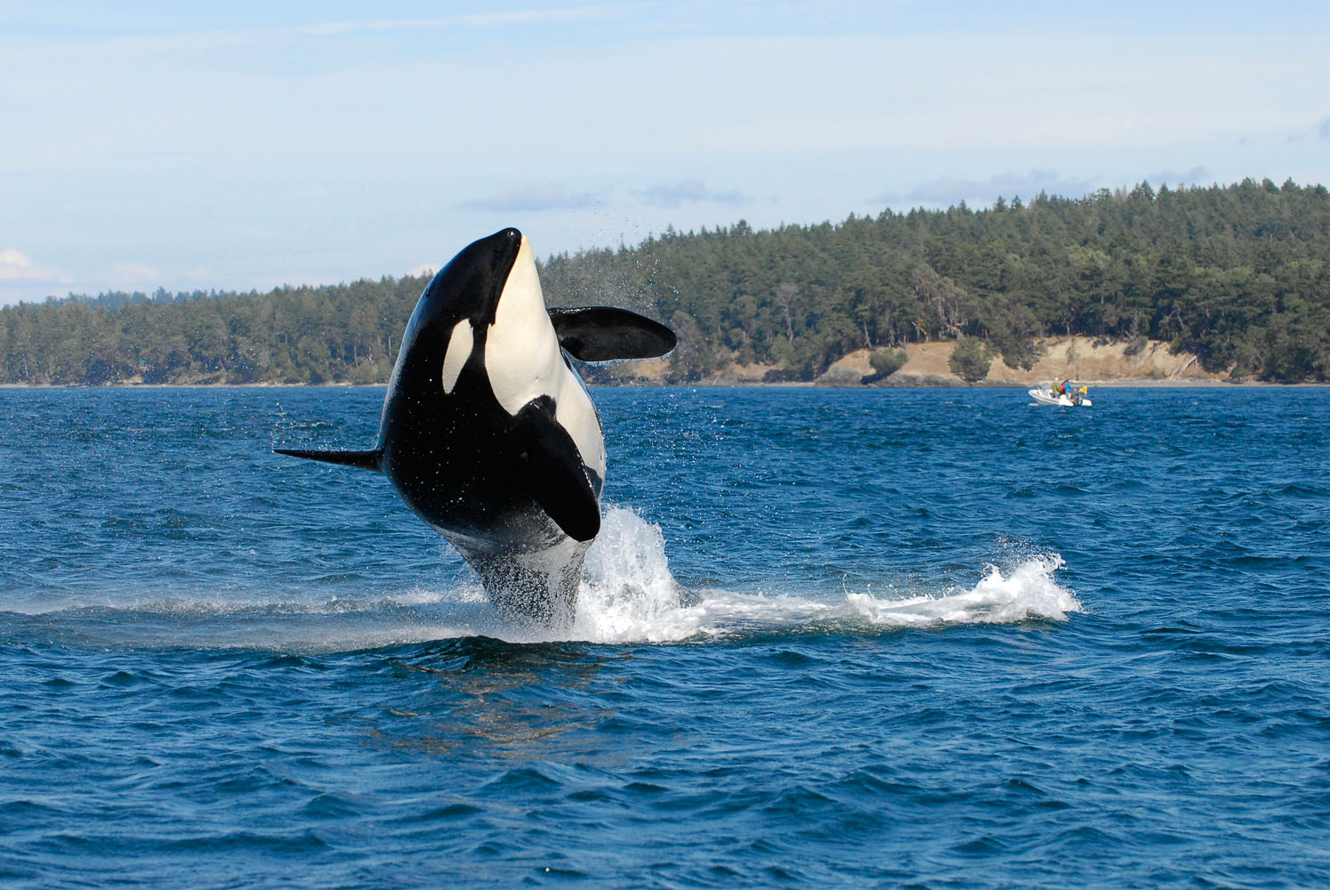 The Mystery of Alaska's Disappearing Whales