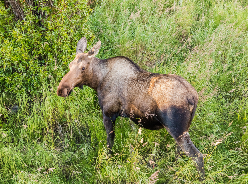moose-wikimedia.jpg