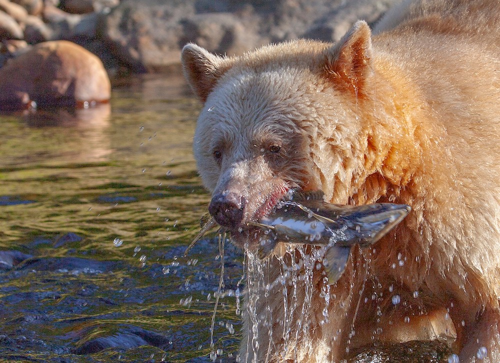 Animal Facts: Kermode (spirit) bear