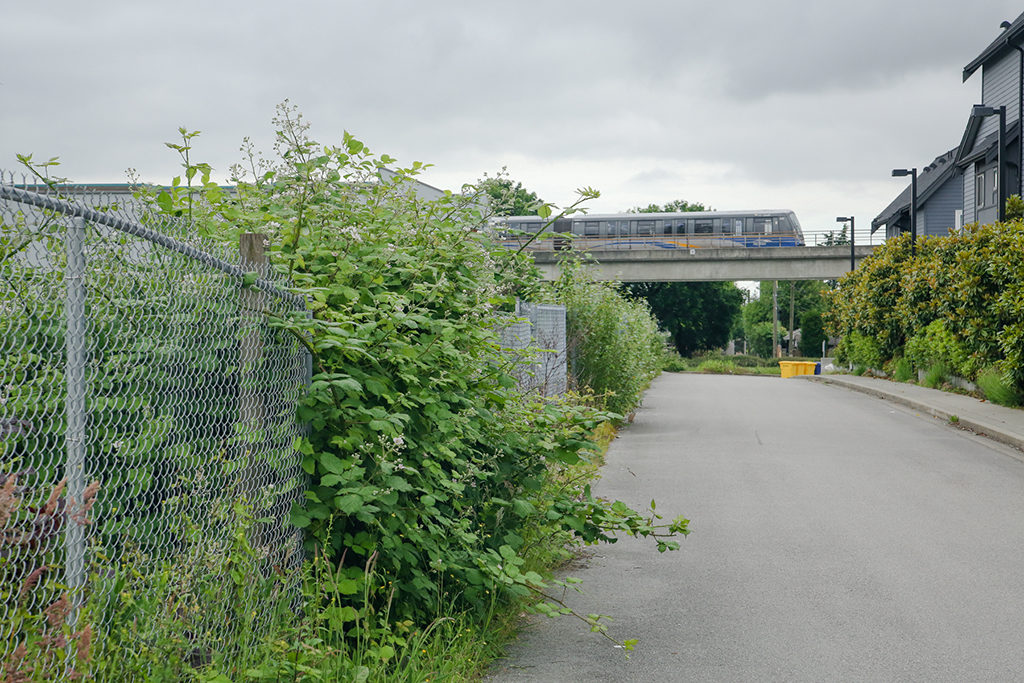 On the left, tall wild grass and an invasive blackberry bush are spilling through a chain-link fence. In the background, a SkyTrain passes by on overhead tracks. It’s a dark, cloudy day.