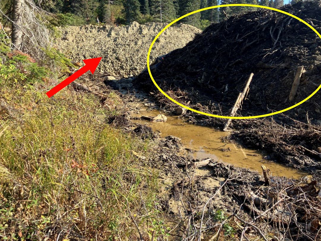 A pile of dirt and woody material sits next to a muddy puddle. The image has been digitally altered with a yellow circle around the dirt pile and a red arrow pointing to it.