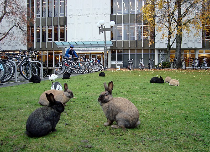 Many large rabbits populate the green grass in front of a library building at the University of Victoria. The rabbits vary in colour, ranging from solid black to beige to white with grey markings. In the background are several full bike racks, with a cyclist in blue locking up their bike. The library building is white with numerous vertical rectangular windows.