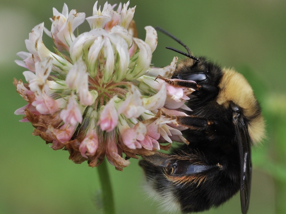 Meant to bee: The overwintering strategies of bees and how we can