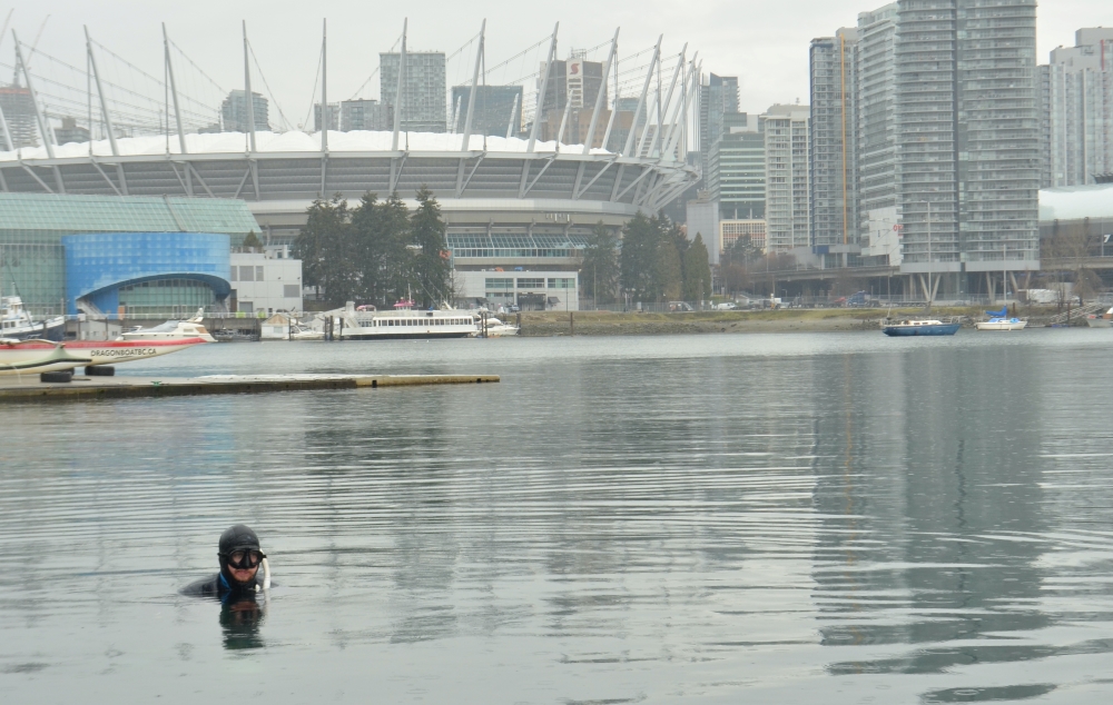 A diver is in the waters of False Creek. Behind them, BC Place is visible.