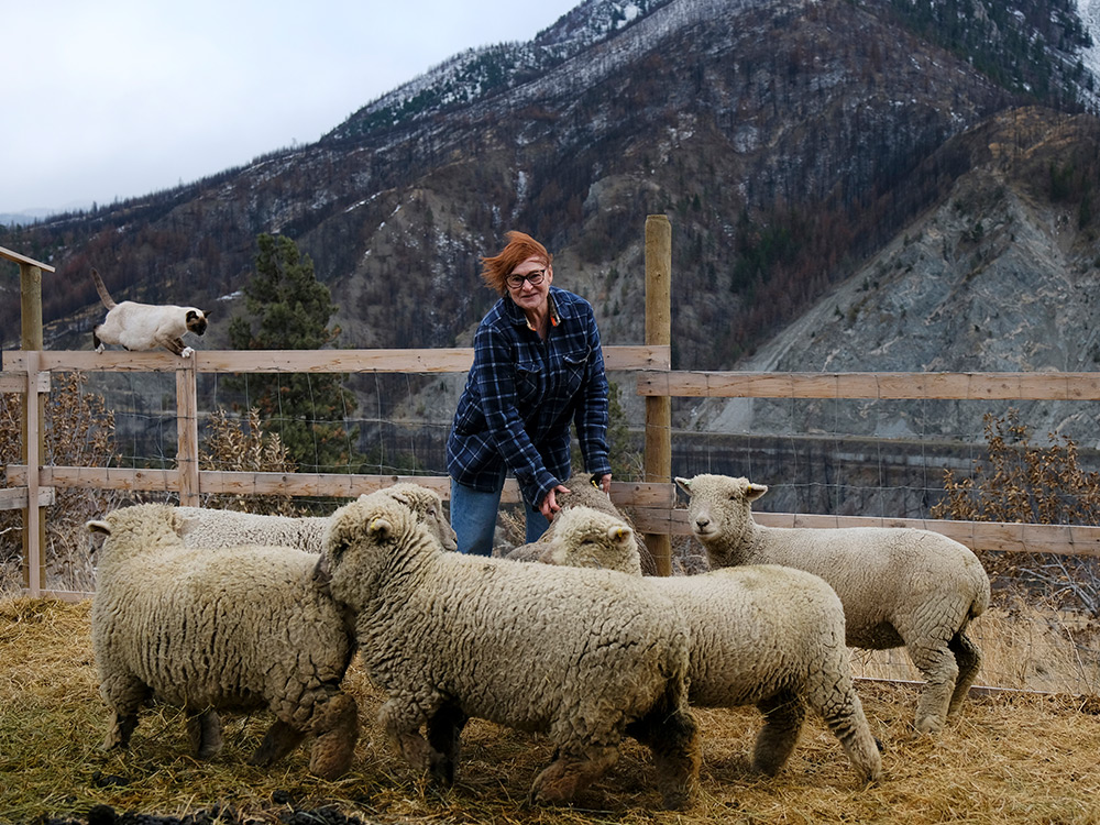 A woman with her sheep, a cat walking on the fence in the background.