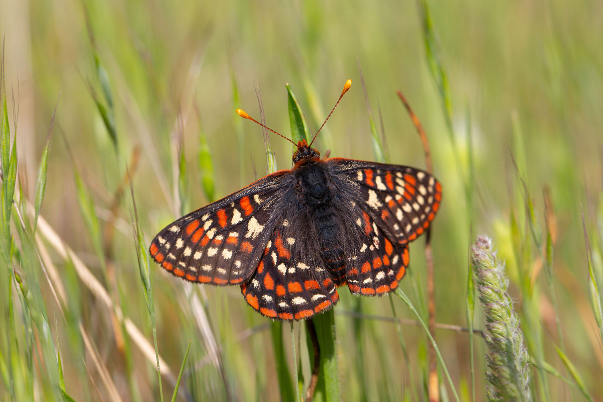 A black, orange and white butterfly clings to some grass.