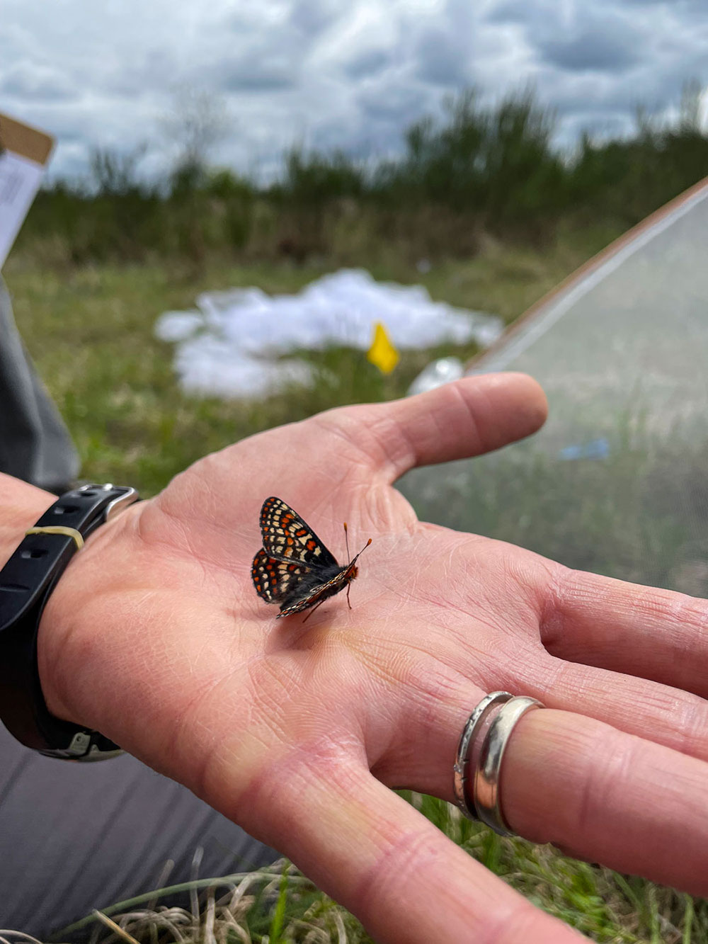 A black, orange and white butterfly alights on an outstretched palm. The palm is pale and the person is wearing two stacked rings on their ring finger.