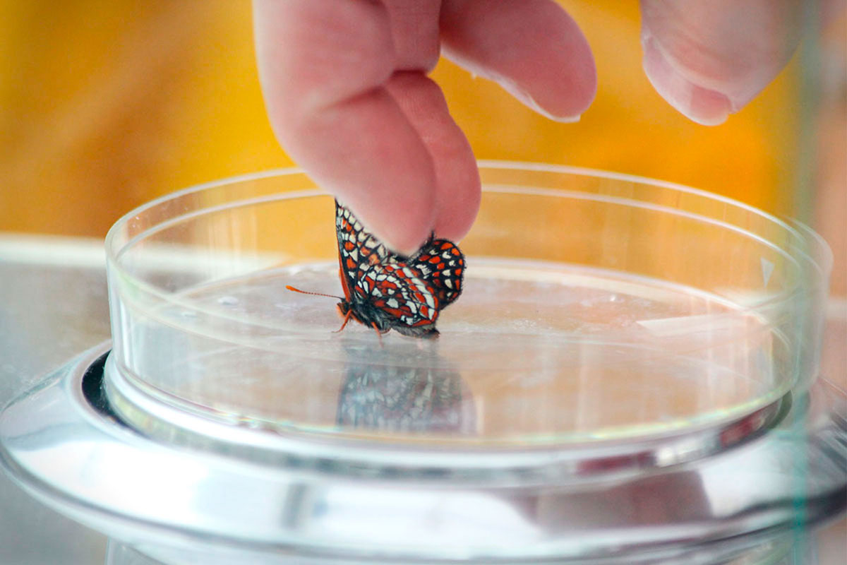 A pale hand gently holds butterfly wings between the index and middle fingers. The butterfly is on a circular dish on a scale.