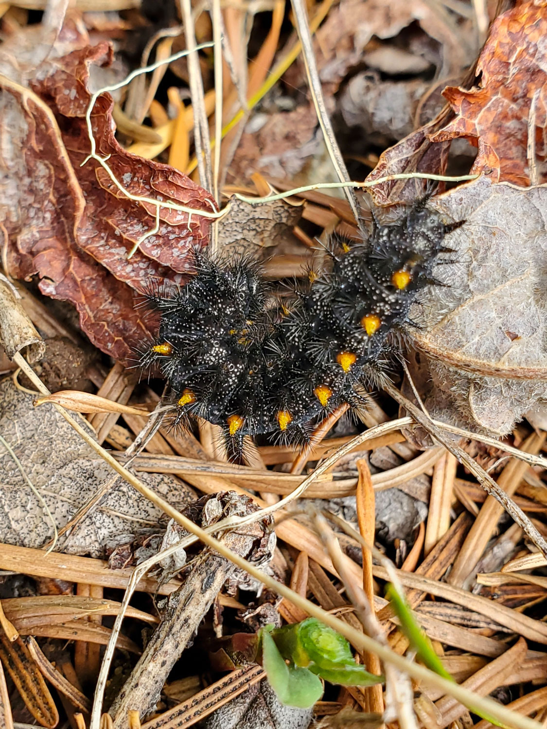 A fuzzy and spiky black and yellow caterpillar crawling over dried leaves and other detritus.