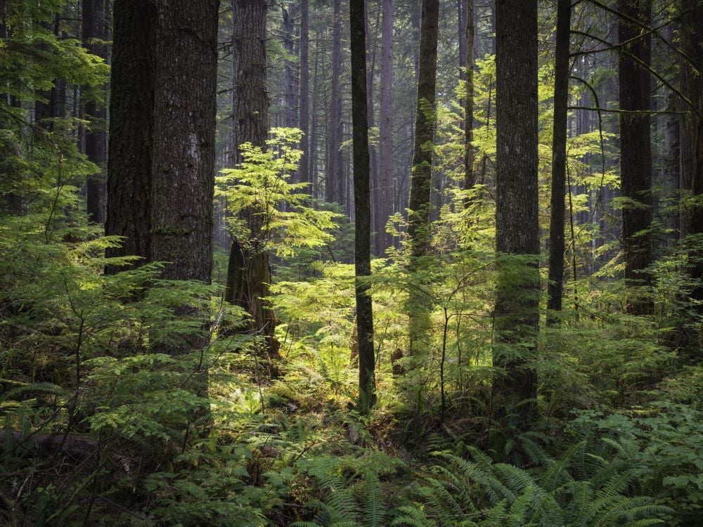 A shaft of sunlight cuts through a peaceful, lush stand of old coniferous forest.