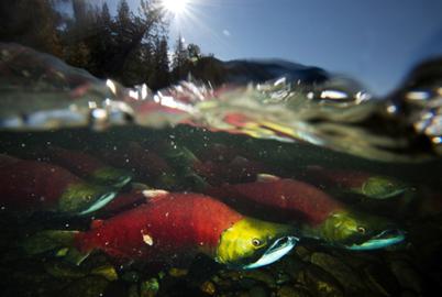 Risk. Reward. Too Many Fish? Unpacking BC’s Salmon Squabble