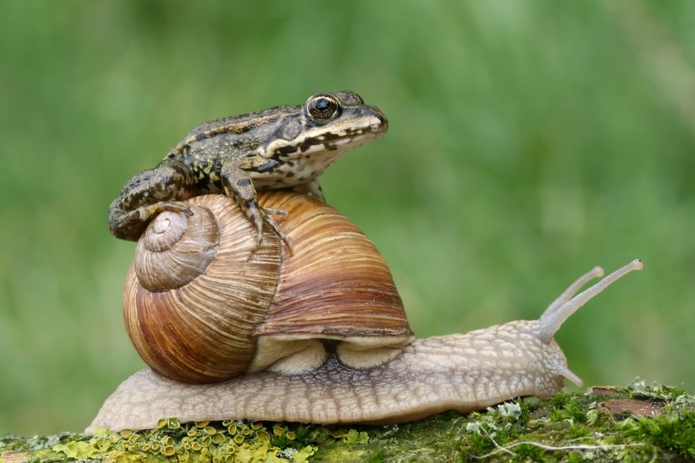 Frog on a snail shell