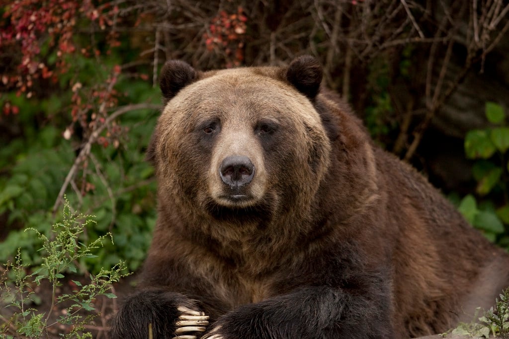 851px version of Grizzly-Face.jpg