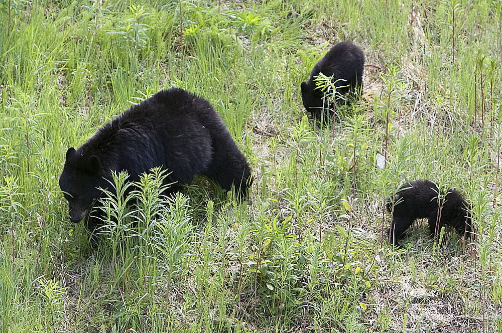 Bear-and-Cubs.jpg