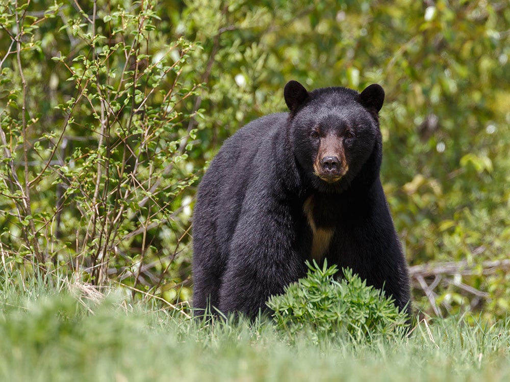 An adult black bear stands in a grassy forested area.