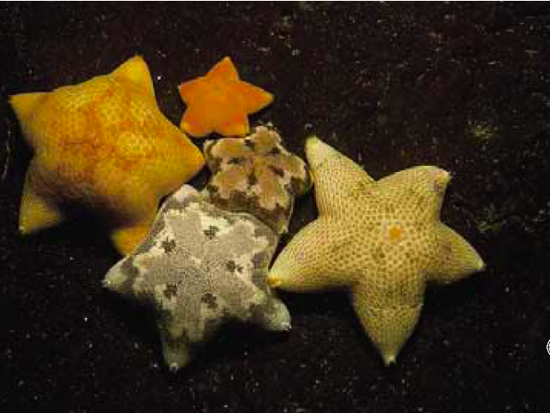 starfish4