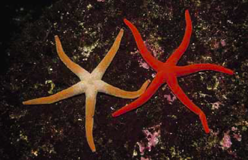 starfish5