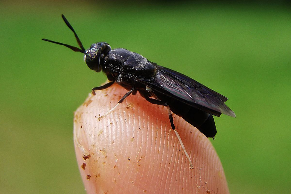 851px version of Black soldier fly