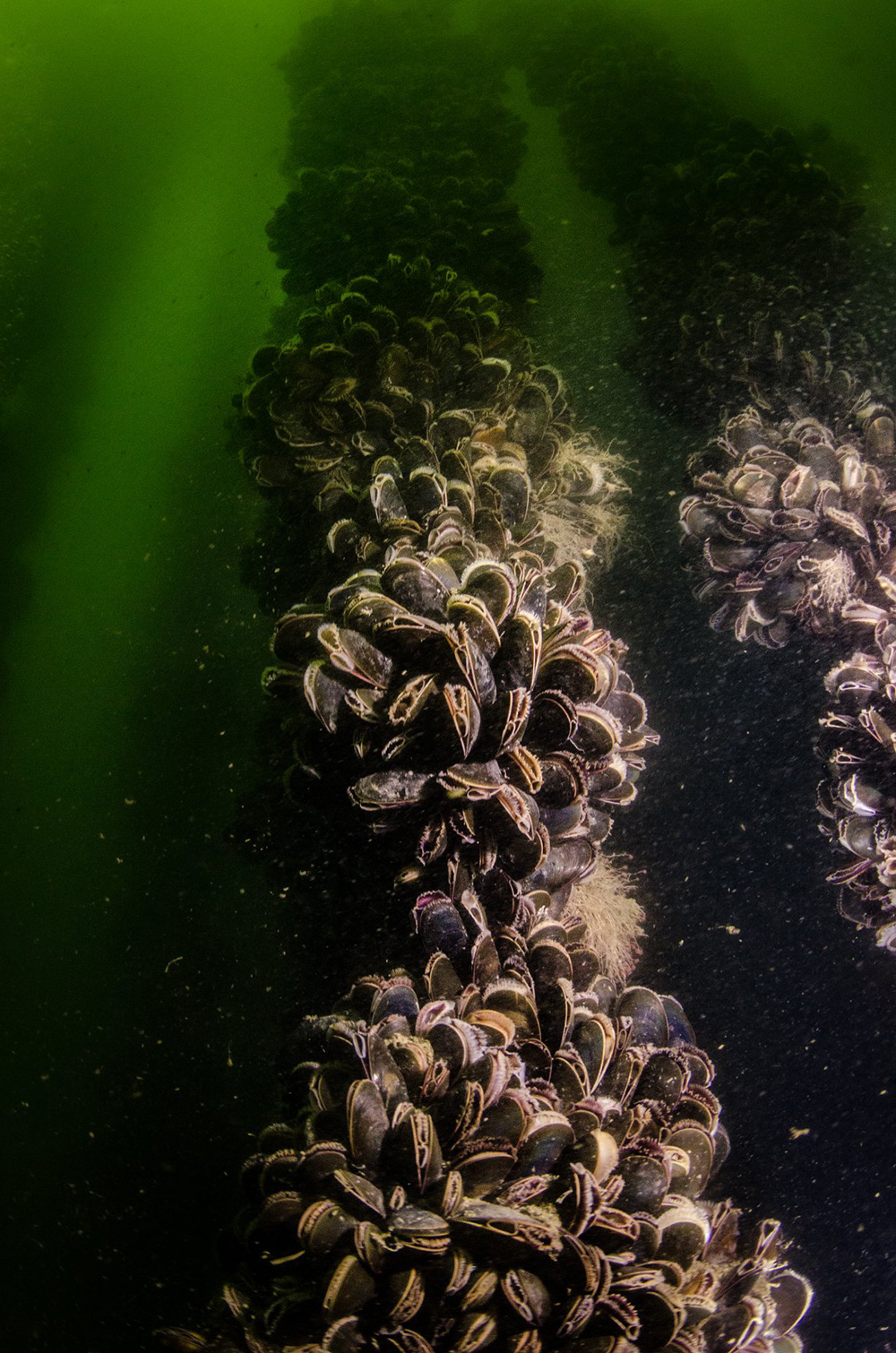 851px version of Mussels underwater
