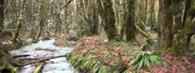 Canada's Mossiest Rainforest aka 