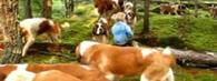 Lasquite's Saint Bernards 2011 - video thumbnail