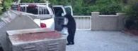 Bearjacked - video thumbnail