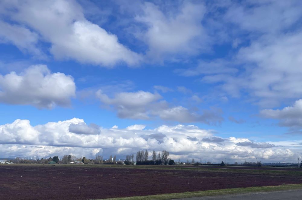 A flat farm field in Delta, B.C., under a blue winter sky with fluffy white clouds.