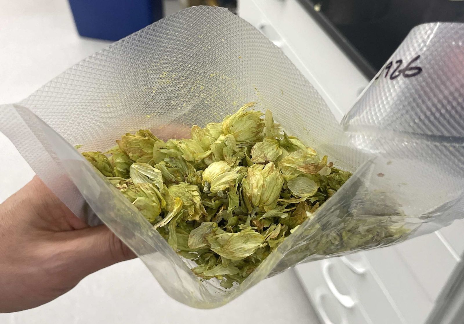 A hand holds a plastic folder of feral hops. The hops are dried and green with a wild floral appearance.