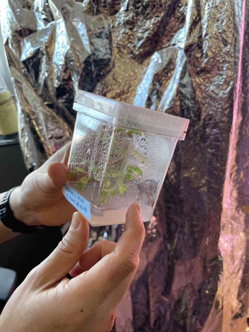A hand holds a small rectangular plastic case featuring a small propagated hop shoot.