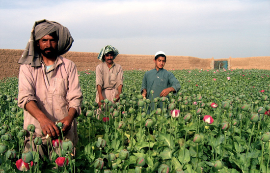 Harvesting poppies for opium.