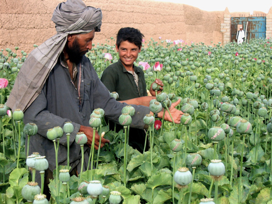 Harvesting poppies for opium