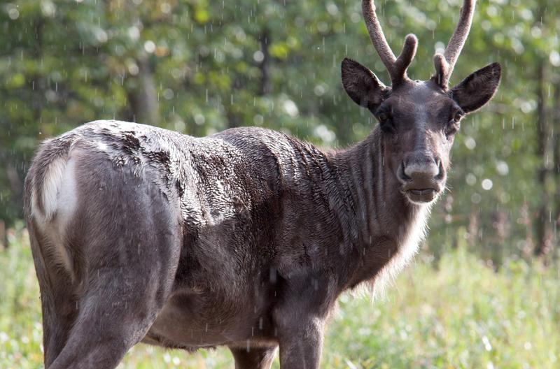 Secrecy, Inaction and Delay: BC’s Failure to Protect Caribou