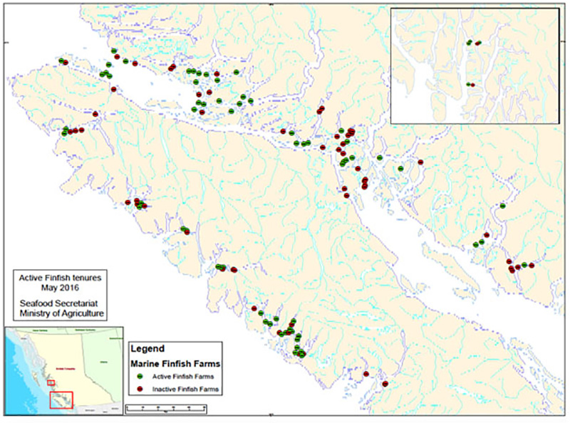 Five Critical Issues to Consider Before the Province Renews Fish Farm ...