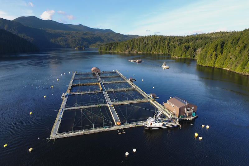 An open-net pen fish farm floats in the middle of a calm patch of ocean. Its orderly square walkways are the only infrastructure visible above the water. The farm is remote. There are no towns or human settlements visible on the surrounding land. Instead, there are pine trees growing thickly together, right down to the water's edge.