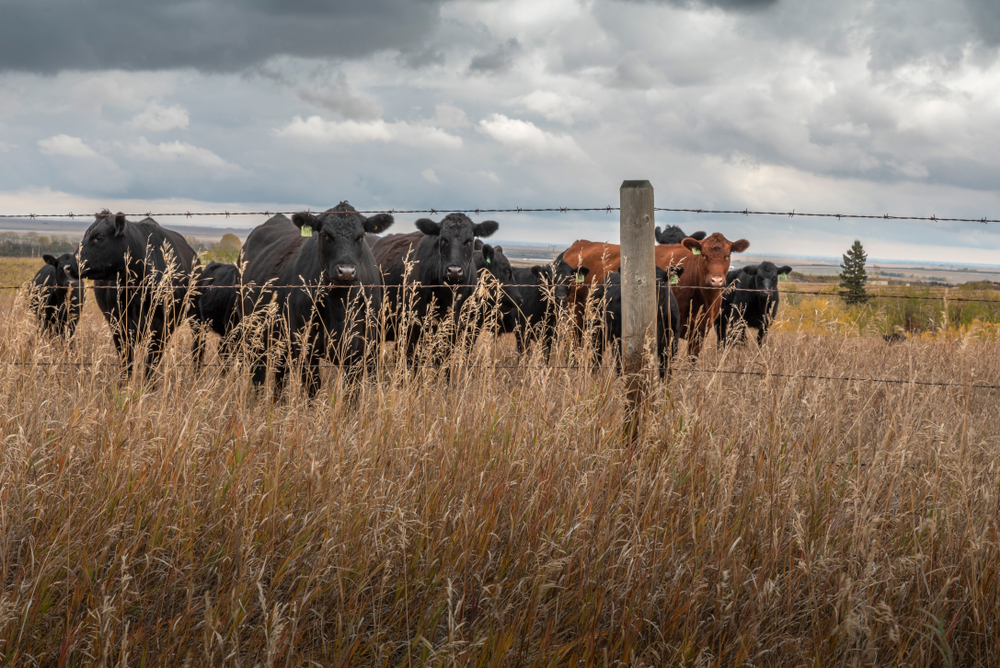 851px version of CattlePlainsFenceClouds.jpg