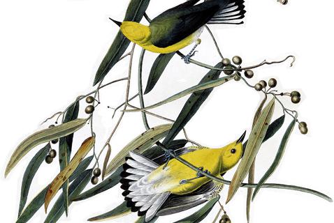 As the Birds Vanish