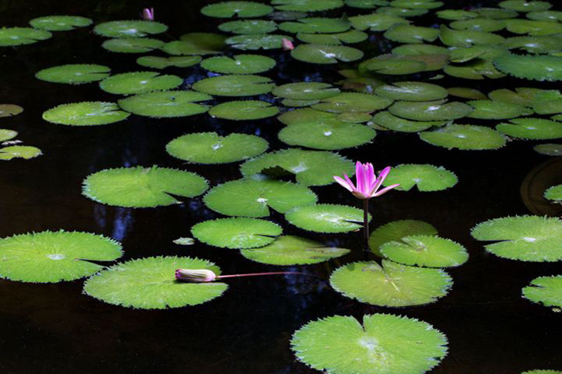 582px version of LilyPads.jpg