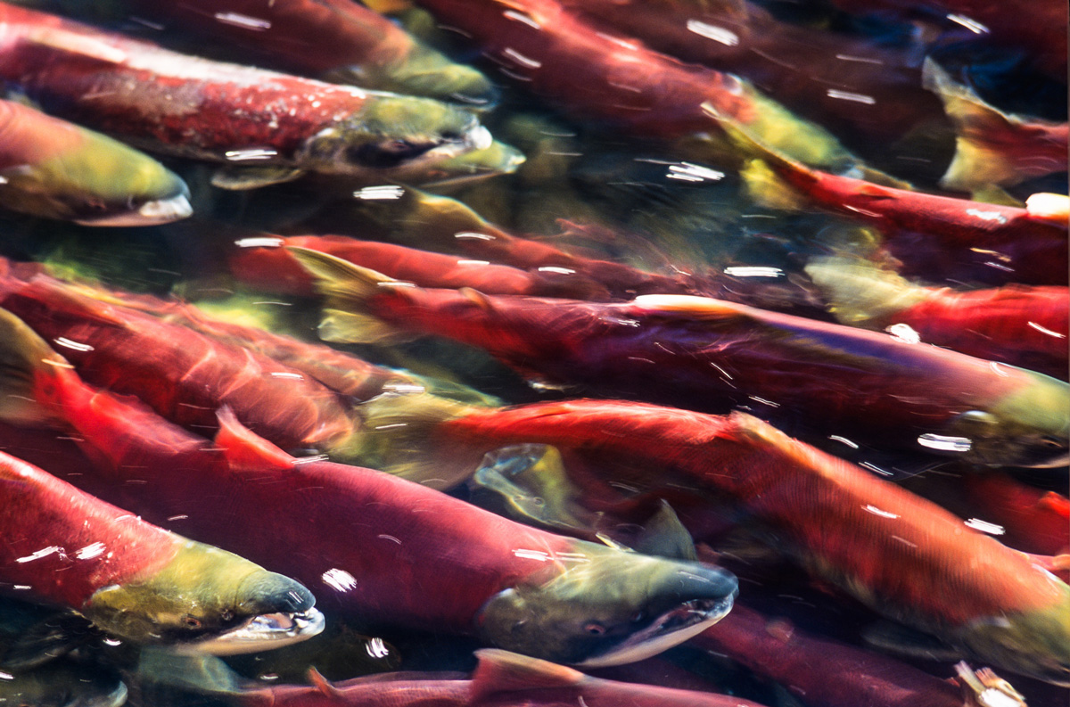 851px version of SockeyeSalmonFraserRiver.jpg