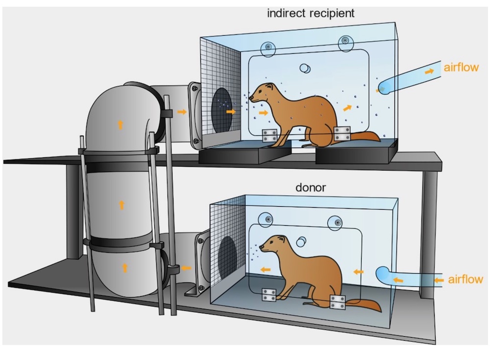 851px version of FerretViralLabExperiment.jpg