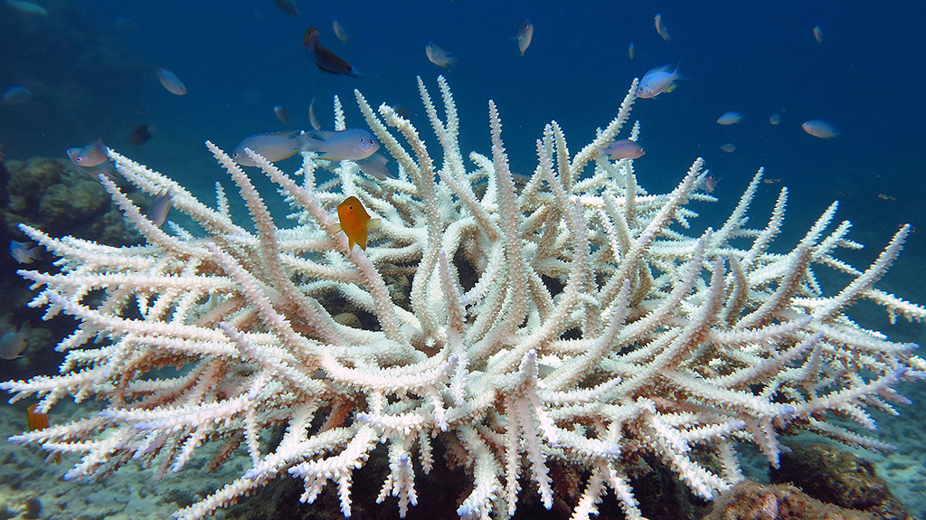 851px version of CoralBleaching.jpg