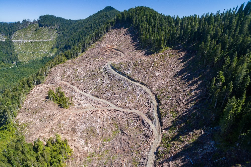 The side of a mountain lies barren from a recent clearcut, except for fallen logs and dirt roads. Lush coniferous trees surround the clearcut amidst a blue sky.