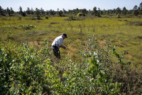 Canada’s Peatlands Save Us From Wildfires and Floods