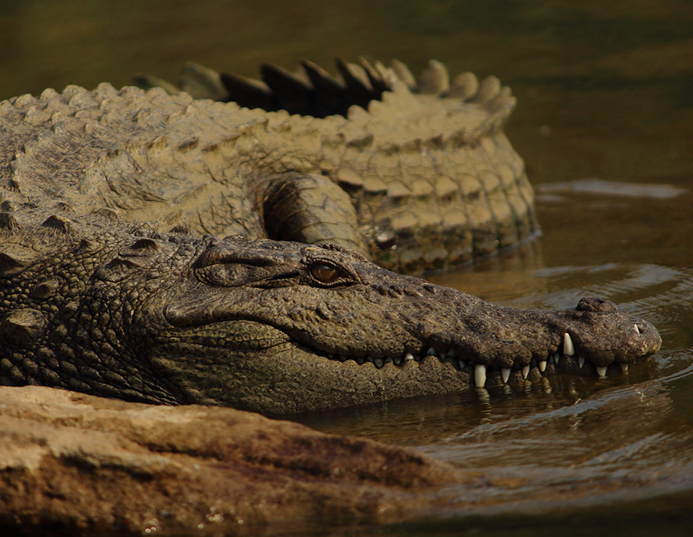 India-crocodile