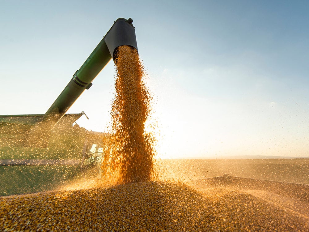 A harvester pours grain into a truck bed in the middle of a sunny field.
