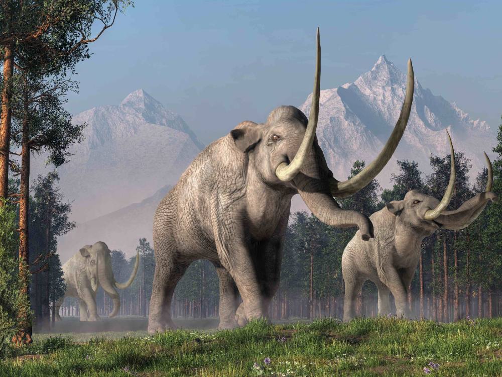 Three Columbian mammoths walk through a forest. They are large grey animals resembling elephants with trunks and distinctive trunks that curve upward.